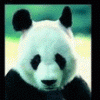 Panda_new